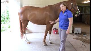 Pre Pre Purchase Exam What to look for when looking at a horse [upl. by Assenev]