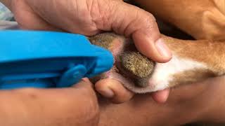 Removing canine hyperkeratosis [upl. by Coulson618]