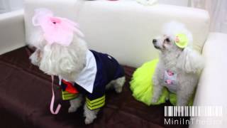 miniinthebox cool dogs and pets costumes for weddings and party [upl. by Anisamot419]