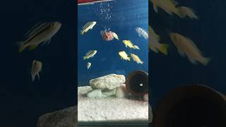 African Cichlids Babies 🐠┃Feeding Time┃😲 cichlid feeding fishtank fish shorts [upl. by Cost]