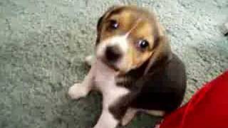 Playful Beagle Puppies [upl. by Edith]