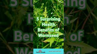 5 Surprising Benefits of Wormseed  carecrash [upl. by Saltzman]