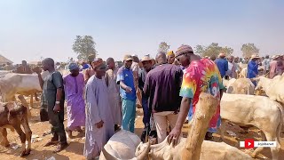 A DAY IN MY LIFE AS A NOMADIC 🇳🇬 livestockfarming [upl. by Gnof894]