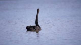 Vroege Vogels  Zwarte zwaan baltst [upl. by Eigna210]