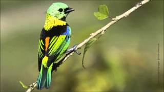 Greenheaded Tanager Calls [upl. by Ecinnej108]