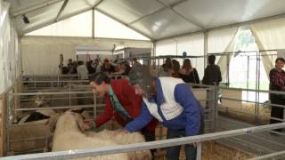 Cuche et Barbezat les Neuchâtelois découvrent la Foire du Valais épisode 7 [upl. by Anaidni]