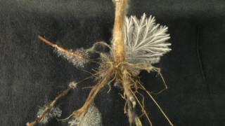 Sclerotium rolfsii growing from stevia root timelapse [upl. by Ahsemak]