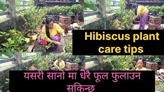 Hibiscus plant care tips। garden work। यसरी फूलबारीको काम गर्दै [upl. by Odragde]