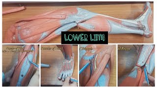 LOWER LIMB  DETAILED MODEL [upl. by Brigit]