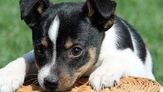 60 Seconds Of Cute Toy Fox Terrier Puppies [upl. by Nwatna492]