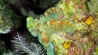 Caribbean Reef Octopus camouflage [upl. by Susej]