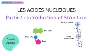 ACIDES NUCLEIQUES  INTRODUCTION ET STRUCTURE  Biochimie Facile [upl. by Paynter]