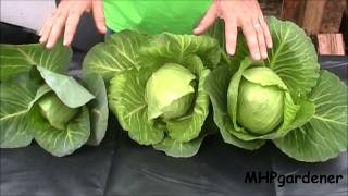 Hydroponic Cabbage  Yes You Can [upl. by Akym]