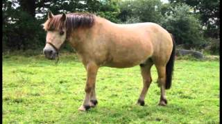 petit poney officiel clip [upl. by Rekab246]