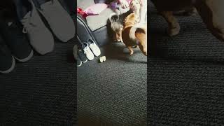 they like peanut butter🤣puppys peanutbutter [upl. by Merrick]