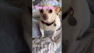 🩷They call me… cutedog funnyshorts dogshorts funnyvideo funnydogs funny dog funnyvideos [upl. by Sussman]