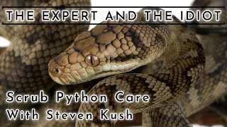 Halmahera Scrub Python Care Guide with Steven Kush  A Reptile Care Guide [upl. by Thynne]