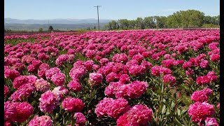 CAMPO DE PEONIAS CUÁNDO VISITARLO  TREVELIN  CHUBUT  ARGENTINA [upl. by Haididej691]