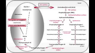 Acute Intermittent Porphyria amp Porphyria Cutanea Tarda [upl. by Dodi]