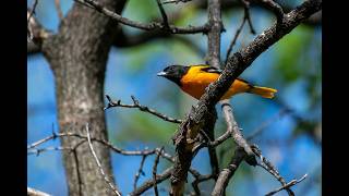 ORIOLE Icterus SPURIUS [upl. by Katharina]