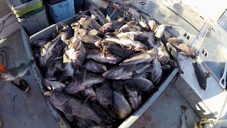 Jigging for Black Rockfish in Kodiak Alaska [upl. by Iaverne937]