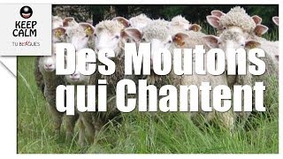 Chorale de moutons  Les moutons chantent  tublaguemdr [upl. by Nolahc]