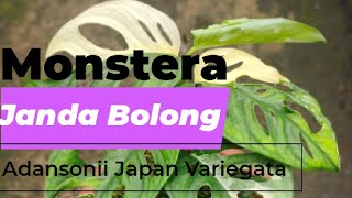 Janda Bolong  Adansonii variegata Jepang  Tanaman hias harga selangit [upl. by Elora]