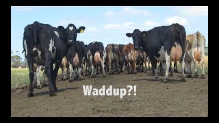 Milking 1000 COWS in Tasmania [upl. by Wallace]