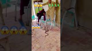 🐍🐍nagin 😱youtubeshorts🐍🐍 1trendingshort 100k [upl. by Libbna]