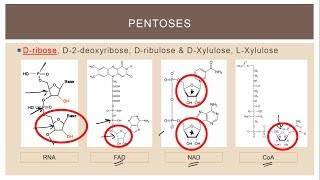 11 Biologically important trioses tetroses and pentoses SOME [upl. by Stephie]