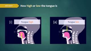 Introduction to Articulatory Phonetics Vowels [upl. by Denn139]