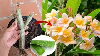 How to grow Plumeria alba by cutting branches and planting in post with aloe vera [upl. by Josephson187]