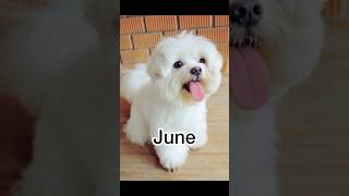 Your birthday month your dogtrending ytshorts viral dogs [upl. by Shaffer]