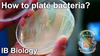 Bacterial Isolation on Petri Dish  Biology Lab Techniques [upl. by Tenenbaum]