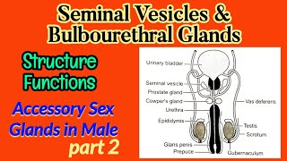 Seminal Vesicles amp Bulbourethral Cowpers Glands Structure amp Functions  Accessory Sex Glands [upl. by Sargent]