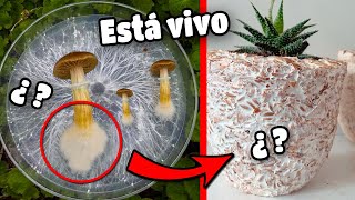 Qué es el MICELIO de los hongos y cuál es su importancia 🍄🧠🤓 [upl. by Assylem518]