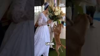 ESSE CACHORRINHO ROUBOU A ATENÇÃO DE TODOS NESSE CASAMENTO [upl. by Fairman]