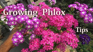 How to Grow Phlox  Phlox Planting and Care Tips  springsummer flowers  ফ্লক্স  फ्लॉक्स [upl. by Sowell]