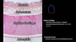 Histology  Trachea [upl. by Slinkman]