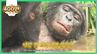 가장 사람같은 보노보가 상대를 가리지 않고 하는 행동🙊ㅣBonobos Show Emotions Like Humans [upl. by Analad]