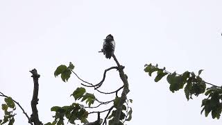 Great Spotted Woodpecker on a treetop [upl. by Ekusuy182]