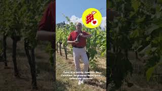 Weinwelt I Wein des Monats mit Frank Kämmer I Juli I NETTO [upl. by Shum11]