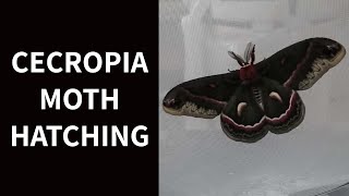 Cecropia Moth Hatching [upl. by Graff]