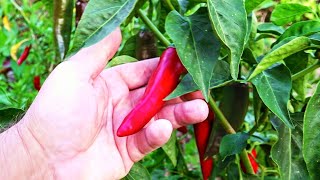 How to Grow Chilli Peppers All Year Round [upl. by Gardy]