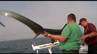 Thresher Shark vs Stella  YouFishTV Australia [upl. by Derina]