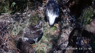 SE34 is 6 week old today 🥳 SeaEagleCAM4 Live Stream  19092024 [upl. by Eerb]