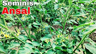 Ansal Tomato  seminis ansal  best tomato variety  tamatar ki kheti  PraveenThakur [upl. by Bertasi51]