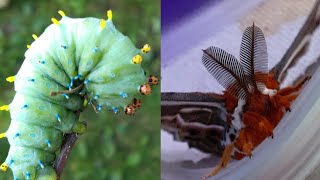 Cecropia Moth Caterpillar to Moth [upl. by Shir351]