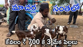 Macharla Sheep amp Goat Market in Andhra Pradesh [upl. by Broeker]