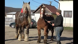 Cu armasarii Bruno si Urlet la Monta  Iubim Romania si o exploram  27 Martie 2019 [upl. by Gerrald]